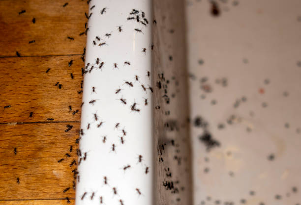 Best Exterminator Services  in Weston, NJ